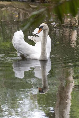 A close up view of a white swan swimming on a outdoor pond の写真素材