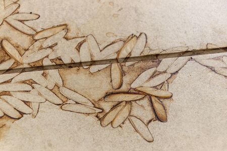 A close up view of the outline of dirt of flying ants wings