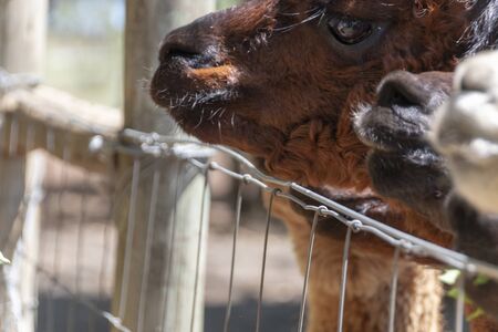 A close up view of three alpacas waiting behind a fence for some treats on a warm summers dayの写真素材