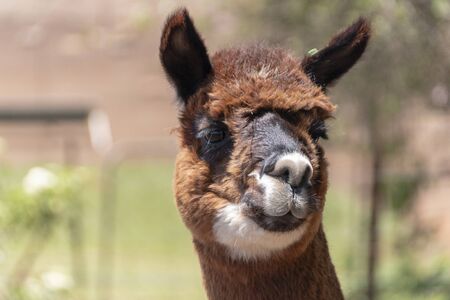 A close up view of a female alpaca standing in an open field on a warm summers dayの写真素材