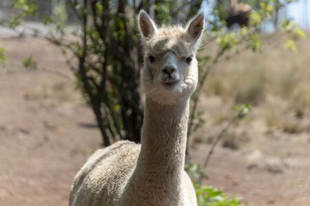 A close up view of a white female alpaca standing in an open field on a warm summers dayの写真素材