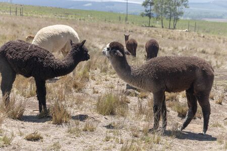 A close up view of a some female alpaca standing in an open field on a warm summers dayの写真素材