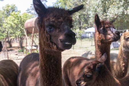 A close up view of a group of brown female alpacas standing under the trees trying to get cool in the shade on a warm summers dayの写真素材