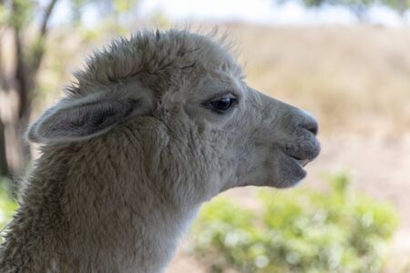 A very close up view of a white female alpacas head with her ears back waiting for some treatsの写真素材
