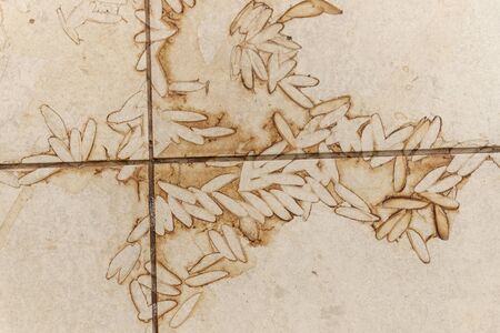 A close up view of the outline of dirt of flying ants wings left on the outside verander tilesの写真素材