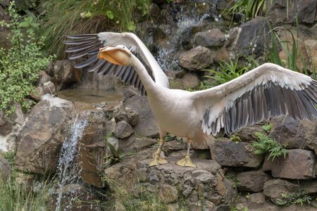 A close up view of a juvenile pelican flapping his wings getting ready to take flightの写真素材