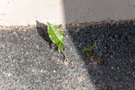 A close up view of a small green plant growing though the thick black tar driveway の写真素材