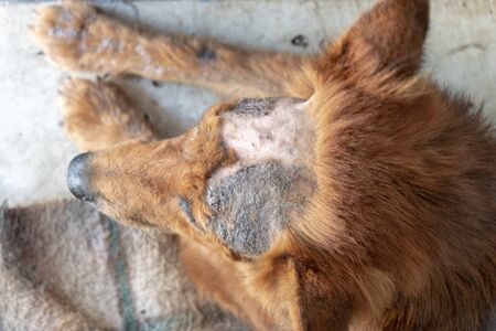 A close up view of a dog that has very bad skin and has been shaved and being treated at the clinic の写真素材