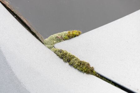 a close up view of moss growing on the back of a cars window due to the cold and rain and the car not being washed の写真素材