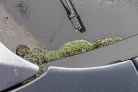 a close up view of moss growing on the back of a cars window due to the cold and rain and the car not being washed の写真素材