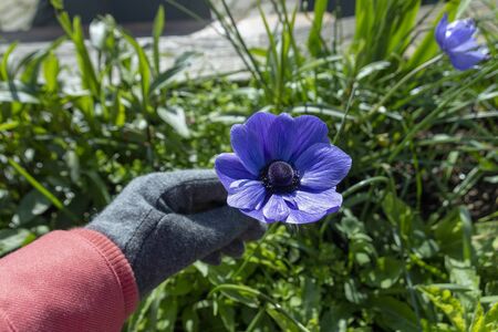 a close up view of someone holding a purple poppie flower の写真素材
