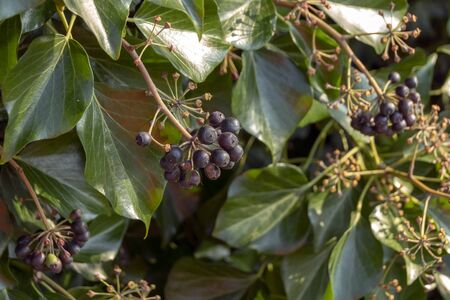 a close up view of plants with small black berry on in clusters growing over a wall の写真素材