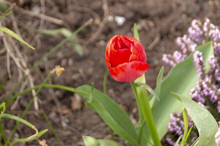 a close up view of a closed red tulip in outdoor garden の写真素材