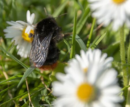 a close up view of a bumble bee collecting pollen off small daisy flowers in a open public parkの写真素材
