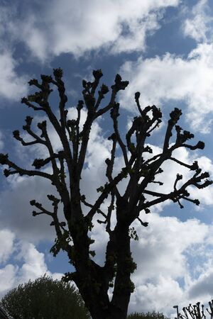 a close up view of a large tree with the blue sky and white clouds behind it