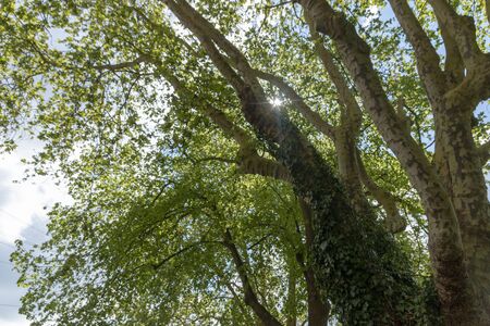 a close up view of the suns rays shinning through the branches of a large tree