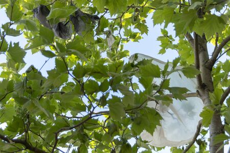 a close up view of plastic bags that have got caught up in a trees branches の写真素材