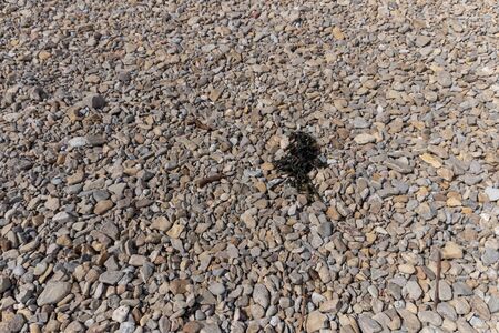 a close up view of the small rocks and seaweed on the beach in Bristolの写真素材