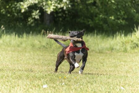 a close up view of a dog playing fetch with a stick in the open park on a warm summers day の写真素材