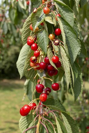 a close up view of red berrys that have ripened on the braches of this tree の写真素材