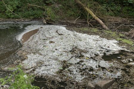 a close up view of the scum and fluff from the trees and plants that have collcted in the river water の写真素材