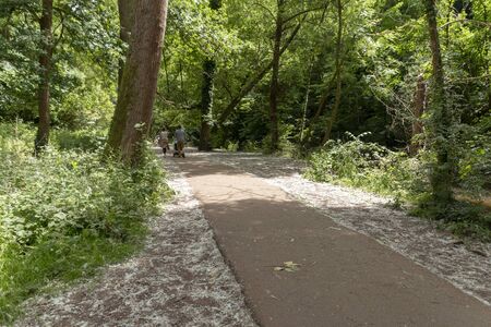 Bristol-June-2020-England-a walkway thought the forest at snuff miles in bristol  の写真素材