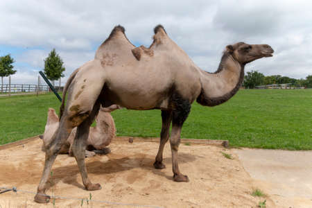 a close up view of two camels in a open paddock soaking up the sunの写真素材