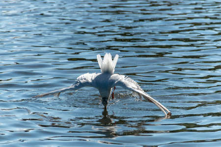 a close up view of a seagull that is diving under water to get some food that is sinking to the bottom of the pondの写真素材