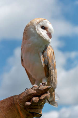 a close up view of a beautiful barn owl sitting on her keepers glove at a bird show at a sanctuaryの写真素材