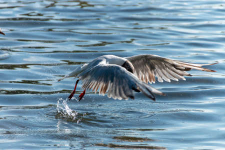 a close up view of a seagull that is diving under water to get some food that is sinking to the bottom of the pondの写真素材