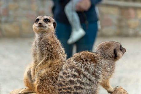 a close up view of two meerkats in a animal centerの写真素材