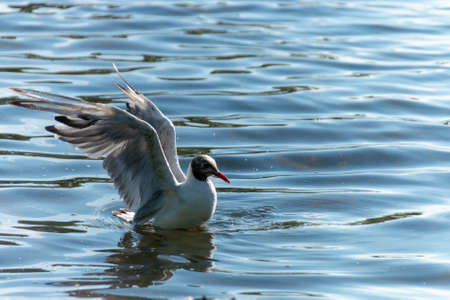 a close up view of a seagull that has just landed in the clear water of a open public pond