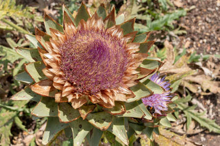 a close up view of a cardoon flower a species of Cynaraの写真素材