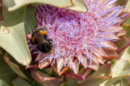 a close up view of a bumble bee on a flower collecting pollenの写真素材