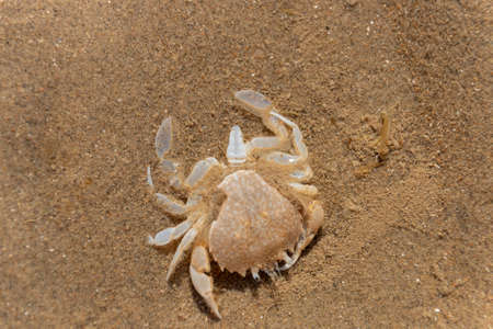 a close up view of a crab what has shedding its shell and loved onの写真素材