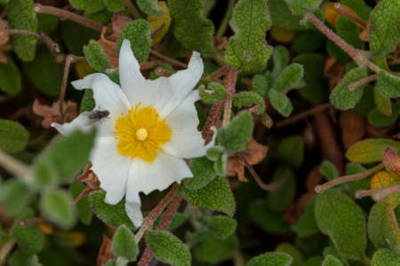 a close view of a small fly sitting on a small hooker;s mountain-avens flower where the petals have been damagedの写真素材