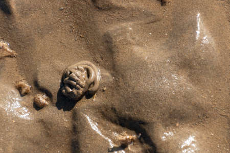 a close up view of a small insect burrowing out of the wet sandの写真素材