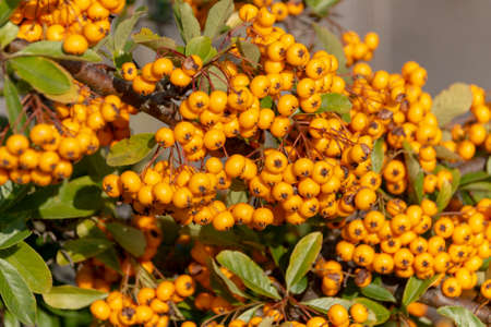 a close up view of the beautiful bright yellow scarlet firethornの写真素材