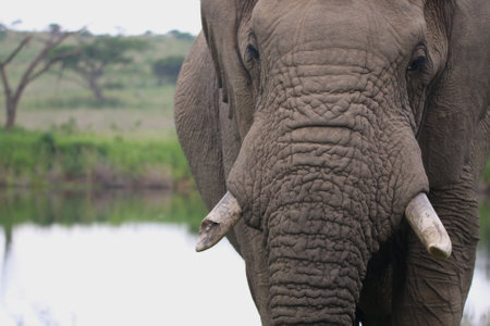 a close up view of a elephant with a broken tusk drinking water at a large water holeの写真素材