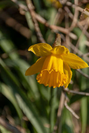 a close up view of the side of a wild yellow daffodilの写真素材