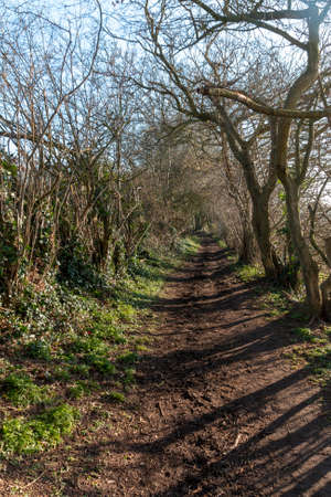 a close up view of a natrual path way in the middle of a forestの写真素材