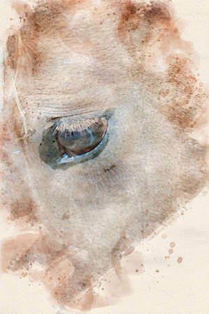 A close up view of the side of a horses faceの写真素材