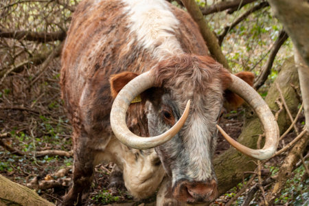 A close up view of a english cow in the middle of a forest looking for foodの写真素材