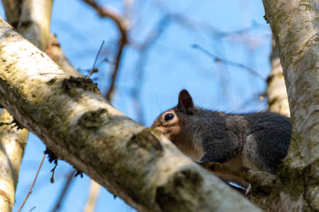 a close up view of a squirrel hiding high up in a treeの写真素材