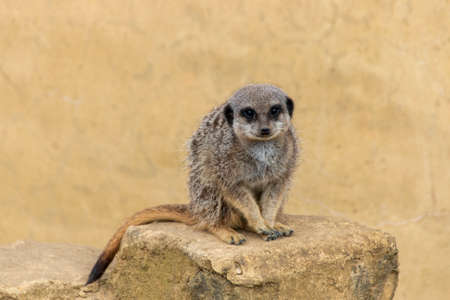 A close up view of a meerkatの写真素材