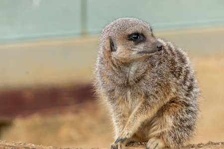 A close up view of a meerkatの写真素材