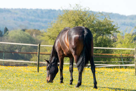 A close up view of a bay horse eating grass in a open fieldの写真素材