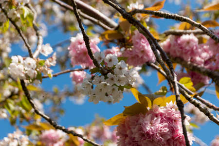 A close up view of the flowers of a japanese cherry or prunus serrulate treeの写真素材