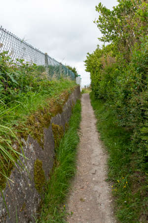 A close up view of a pathway leading though a forest.の写真素材