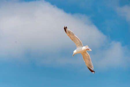A close up view of a seagull flying high up in the skyの写真素材